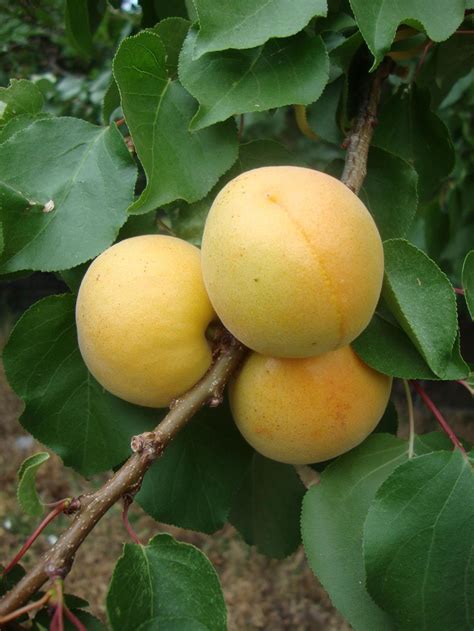 A fruit tree which bears apricots; Prunus armeniaca. . Rare apricot varieties
